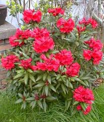 Rhododendron Gallery R Hill S Bright Red Lavender Plant Rhododendron Hydrangea Garden