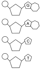 Dna replication enzymes identify the function and label tpt. Dna Replication Coloring Answer Key Dna Worksheet Key Collection