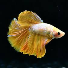 Live Betta Fish Super Yellow Half Moon Au46 Male From Thailand Ebay Betta Fish Betta Siamese Fighting Fish