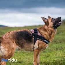 alman kurdu k9 cinsi kopek bakimi ve ozellikleri
