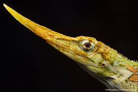 Image result for Anolis gemmosus