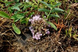 Image result for Lepidagathis scariosa