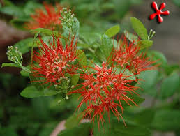 Image result for Combretum constrictum