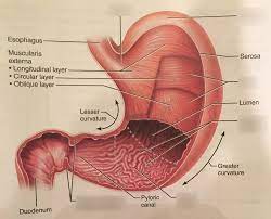 Cervical nerves medical anatomy diagram vector illustration. Anatomy Ch 23 Digestive System Stomach Diagram Quizlet
