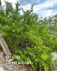 Image result for Suriana maritima