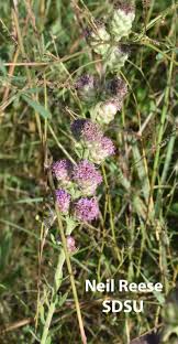 Image result for Nesaea aspera