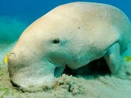 Questi sono i tweet più interessanti del momento che parlano il mattino mobile: Sirenidi Dugongo Mucca Di Mare Dugong Dugon E Diffuso Solamente Nell Oceano Indiano All Estremita Occidentale Di Quello Paci Sri Lanka Arcipelago Mar Rosso