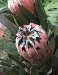 Image result for Protea rupestris