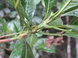 Image result for Pavetta uniflora