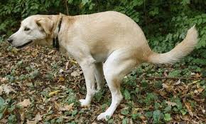 Ibd In Dogs Inflammatory Bowel Disease Symptoms And Treatments