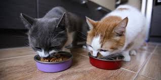 Feeding Tips and Feeders for Multi-Cat Homes | Preventive Vet
