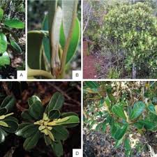 Image result for Octolepis decalepis