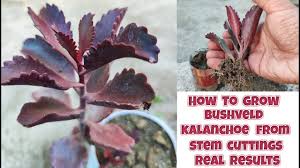 Image result for Kalanchoe sexangularis