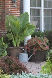 Jumbo was exported to jardin des plantes, a zoo in paris. All About Elephant Ears