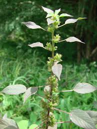 Image result for Acalypha ciliata