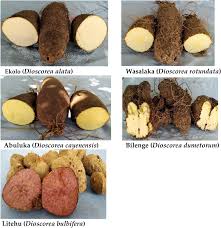 Image result for Dioscorea cayenensis