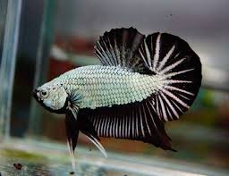 Black Platinum Dragon Halfmoon Plakat Male Betta Betta Fish Betta Siamese Fighting Fish