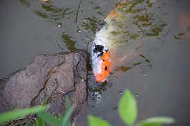 Pond megastore is honored to offer a wide selection of select koi and goldfish to new pond owners who do not have a source to choose from locally. Japanese Koi Smithsonian S National Zoo