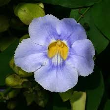 Image result for Thunbergia vogeliana