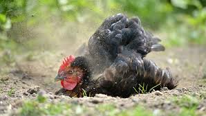 Find great deals on ebay for off mosquito repellent spray. 7 Natural Ways To Treat Chicken Mites And Stop Them Returning