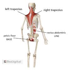 Vestibular anatomy and neurophysiology online course: Upper Body To Base Line Connection The Trapezius Muscles