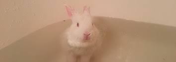 The university of miami advises that creating a nest as close as possible to the one a mother rabbit would make is best. This Baby Bunny Taking A Bath Might Be The Cutest Thing You Ve Ever Seen