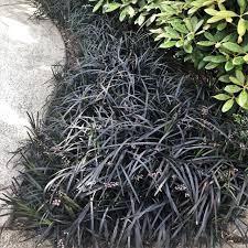 With some of the most striking black foliage of any perennial, nigrescens black planting & care advice. Ophiopogon Planiscapus Nigrescens Black Mondo Grass 3 5 Pot Little Prince To Go