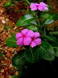 Rosy Periwinkle Flower Also Called Ushamalari Periwinkle Flowers Flowers Deer Resistant Plants