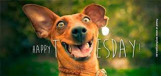 117 funny tuesday memes | best sarcastic tuesday quotes images. Animals With Quotes About Tuesday Quotesgram