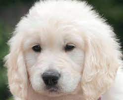 English Cream Golden Retriever Puppies For Sale In Appleton Wisconsin Classified Americanlisted Com