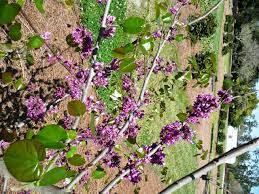 Check spelling or type a new query. Redbud Tree Ornamental Plant Of The Week For January 19 2015