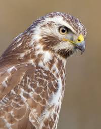 Самые новые твиты от buizerd (@buizerd2050): Buizerd Buteo Buteo Waarneming Nl