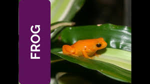 Check spelling or type a new query. Frog Meaning Right Action Spirit Animal Power Animal And Totem Series Youtube