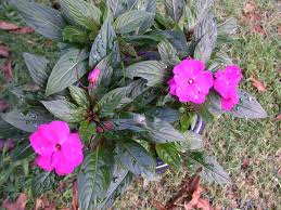 Image result for Balsaminaceae