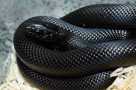 Mexican Black Kingsnake Mexican Black Kingsnake Cute Snake Snake