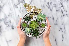 This is why you don't use garden soil on your cactus or succulents. How To Make An Easy Succulent Container Garden