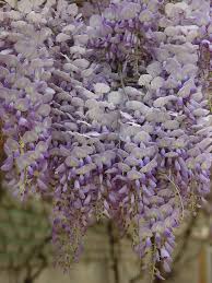 Caricato alle 01 dicembre 2018. Wisteria Wikipedia