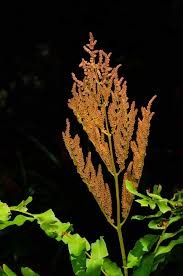 Image result for Osmundaceae