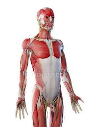 Choose from 500 different sets of flashcards about muscles upper torso anatomy lab on quizlet. Male Upper Body Anatomy And Musculature Computer Illustration Artwork Vascular Stock Photo 308610178