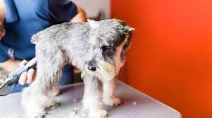 Check spelling or type a new query. Miniature Schnauzer Dog Breed Information Facts Traits Pictures More