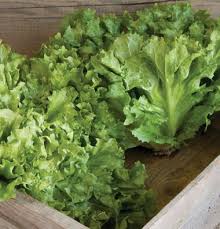In Season June October Escarole Is A Variety Of Endive Whose Leaves Are Broader Paler And Less Bitter Than Other Memb Organic Seeds Escarole Garden Seeds