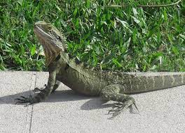We did not find results for: Eastern Water Dragon The Animal Facts Appearance Diet Habitat