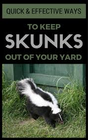 I cannot find a single professional who says mothballs or ammonia will repel the most common pests, squirrels, raccoons, opossums, skunks and rats and mice will ignore both of these things. How To Keep Skunks Away From Property Arxiusarquitectura