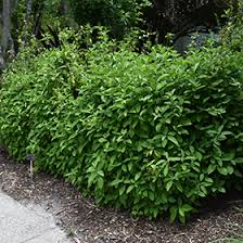 Image result for Justicia rodgersii