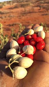 Image result for Dobera