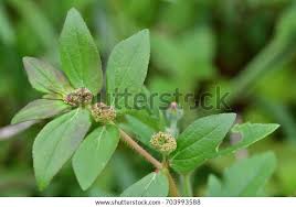 Image result for Euphorbia hirta