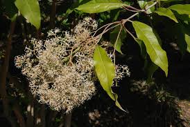 Image result for Nuxia floribunda