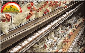 Layer Poultry Farming Guide For Beginners Growel Agrovet