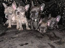 The lilac french bulldog is a rare breed of dog distinguished by its lilac colouration which is part of the french bulldog's blue gene. Beautiful Blue Lilac Merle Puppies For Sale In Wickford Dogsandpuppies Co Uk