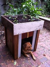 15 Unusual Vegetable Garden Ideas Rooftop Garden Dog House Diy Backyard Garden Landscape